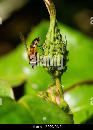 Donna adulta della specie britannica delle mosche a mosca, epistrophe eligans, che si nuota di melata da afidi di rosa verdi Foto Stock