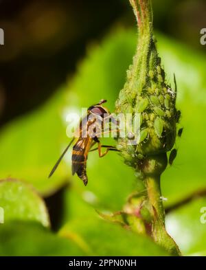 Donna adulta della specie britannica delle mosche a mosca, epistrophe eligans, che si nuota di melata da afidi di rosa verdi Foto Stock