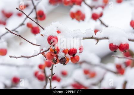 Congelati mele mature coperte di neve - Il fuoco selettivo Foto Stock