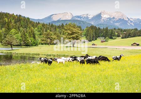 Allevamento di pecore in un idilliaco prato nelle alpi della Bavaria Foto Stock