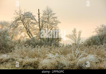 Paesaggio invernale con alberi a vista in una zona di conservazione del paesaggio chiamata Goachat vicino Schrobenhausen (Baviera) (Germania) Foto Stock