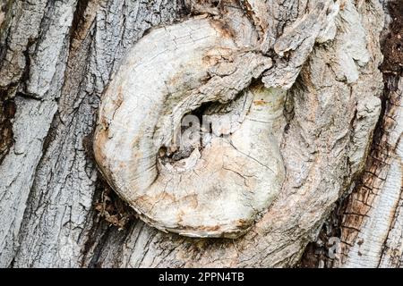 Knobby weathered corteccia di un vecchio albero Foto Stock