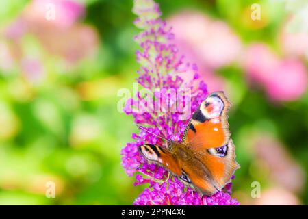 Macro di una farfalla pavone nettare di raccolta ad una budleja blossom Foto Stock