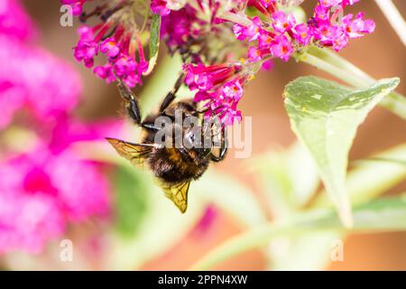 Macro di un calabrone nettare di raccolta ad una budleja blossom Foto Stock