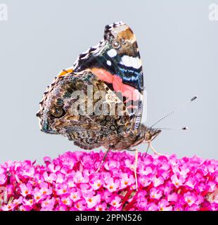 Macro di un dipinto laidy butterfly nettare di raccolta ad una budleja blossom Foto Stock