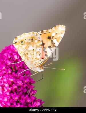 Macro di un dipinto laidy butterfly nettare di raccolta ad una budleja blossom Foto Stock