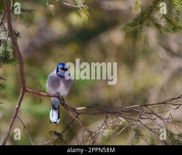 Vista frontale Blue Jay ravvicinata appollaiata su un ramo d'albero con sfondo sfocato nella foresta nel suo ambiente e habitat circostante. Foto Jay. Foto Stock