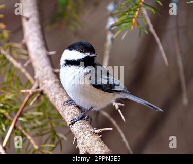 Chickadee primo piano vista del profilo arroccato su un ramo di alberi di conifere nel suo ambiente e habitat circostante. Foto Stock