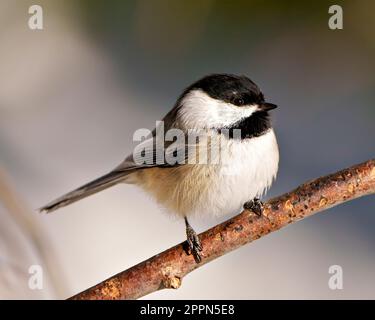 Chickadee primo piano vista frontale del profilo arroccato su un ramo di albero con uno sfondo morbido nel suo ambiente e habitat circostante. Foto Stock