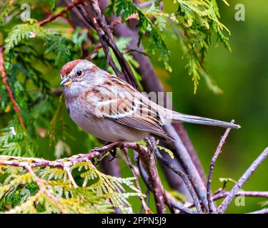 Chipping Sparrow primo piano vista laterale arroccata su un albero di branca di cedro con uno sfondo verde nel suo ambiente e habitat circostante. Foto Stock