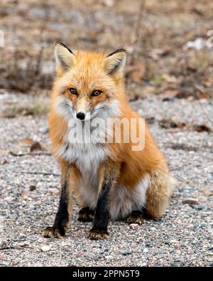 Red Fox in primo piano seduto e guardando la fotocamera nella stagione primaverile con sfondo sfocato nel suo ambiente e habitat. Immagine Fox. Immagine. Verticale. Foto Stock