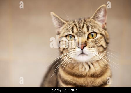 ritratto di carino gatto kitty femmina tabby in bagno Foto Stock