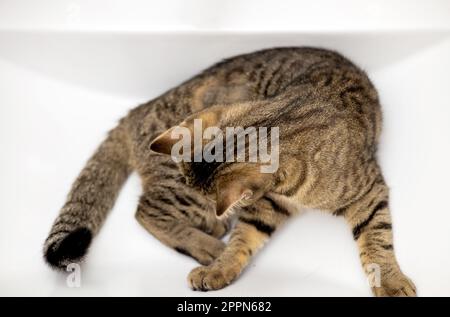 ritratto di carino gatto kitty femmina tabby in bagno Foto Stock