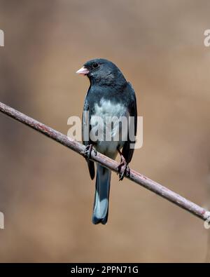 Vista frontale del profilo Junco, appollaiata con un morbido sfondo marrone nel suo ambiente e habitat, e di colore grigio e bianco Foto Stock