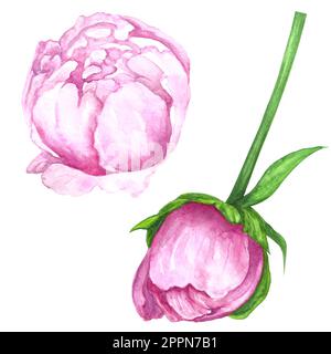 Acquerello illustrazione Set di fiori di peonia rosa isolato su sfondo bianco. Foto Stock