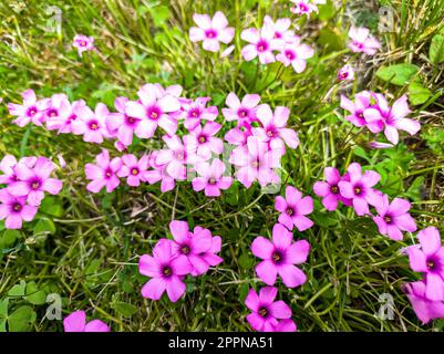 Una foto ravvicinata di Oxalis articulata Savigny, comunemente conosciuta come fiori di trifoglio, che fiorisce su un prato verde in primavera. Foto Stock