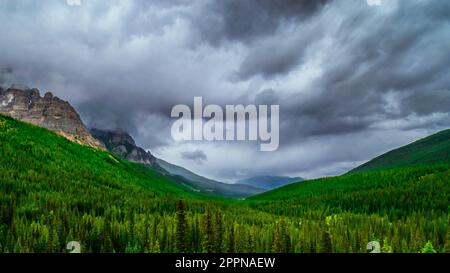 Un'ampia ripresa di alcuni splendidi alberi con le Montagne Rocciose canadesi sullo sfondo in una calda giornata estiva. Foto Stock