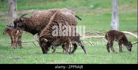 Gruppo di due pecore Soay e la loro prole pascolo in un prato. Foto Stock