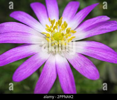 Primo piano estremo di un fiore rosa di blanda Anemone Foto Stock