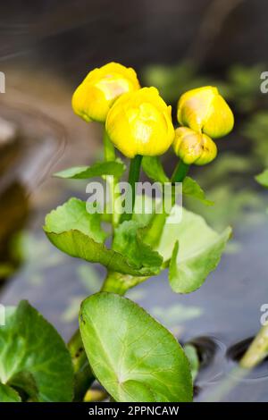 Primo piano di una palude giallo tagete Foto Stock