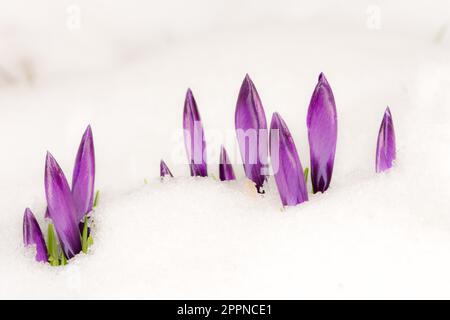 Primo piano della viola crocus fiori nella neve con il fuoco selettivo Foto Stock