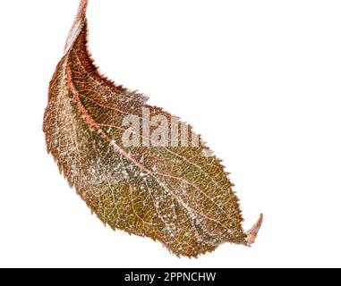 Isolato di foglie di un albero di mele con oidio (Podosphaera leucotricha), una malattia fungina Foto Stock