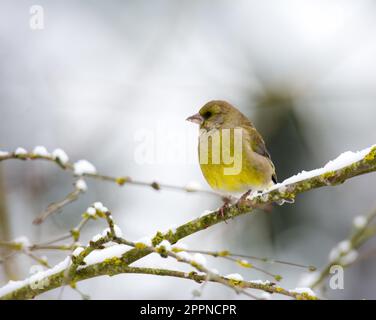 Primo piano di una unione verdone uccello seduto sul ramo di una coperta di neve tree Foto Stock