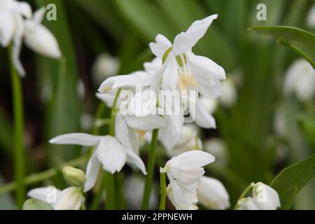 Fiori di primavera bianchi di squill, scilla siberica alba nel giardino del Regno Unito aprile Foto Stock