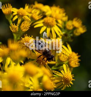 Una grande mosca simile ad un'ape si siede su un fiore giallo, macro. Mosche a volo d'aria, dette anche mosche floreali o mosche sciroppose, famiglia di insetti Syrphidae. Foto Stock