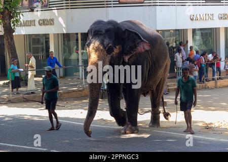 Sri Lanka, Pinnawala - 15 gennaio 2020: Elefante indiano e il personale dell'orfanotrofio di elefante Pinnawala a Kandy, Sri Lanka Foto Stock
