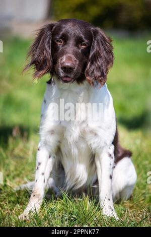 Piccolo Munsterlander, Kleiner Münsterländer Foto Stock
