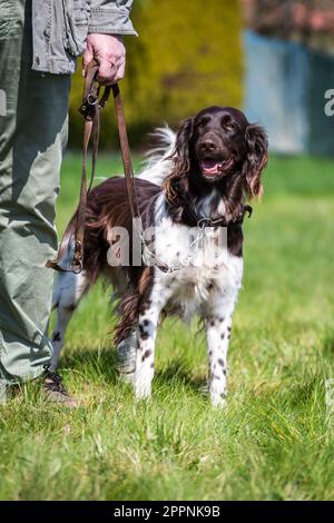 Piccolo Munsterlander, Kleiner Münsterländer Foto Stock