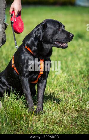 Il Labrador Retriever Foto Stock
