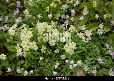 Primule giallo pallido Primula vulgaris e fiori primaverili rosa di legno anemone nemorosa E.A. Bowles nel giardino del Regno Unito aprile Foto Stock