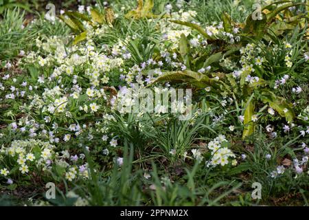 Primule giallo pallido Primula vulgaris e fiori primaverili rosa di legno anemone nemorosa E.A. Bowles e hart's Tongue felce nel giardino del Regno Unito aprile Foto Stock