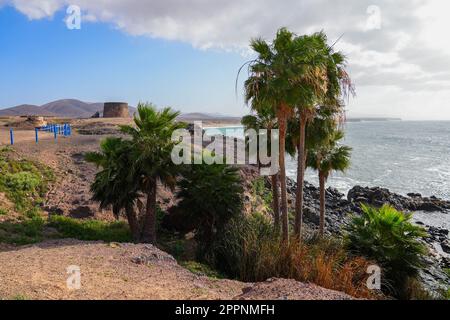 Alberi di palma di fronte al castello di El Toston di fronte all'Oceano Atlantico fuori del villaggio di El Cotillo, nel nord di Fuerteventura, nelle Canarie Foto Stock