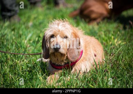 Cane stiriano con pelo, Steirische Rauhhaarbracke Foto Stock