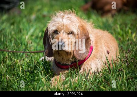 Cane stiriano con pelo, Steirische Rauhhaarbracke Foto Stock