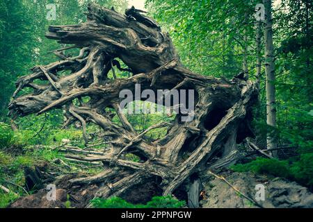 Resti di un albero-asciutto e radici grigie rovesciate morte. Vecchi alberi di radici asciutti si sono rivelati dalla terra. Foto Stock