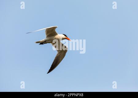 Una terna caspiana, la più grande delle terns, scivola attraverso l'aria alla ricerca di un pesce Foto Stock