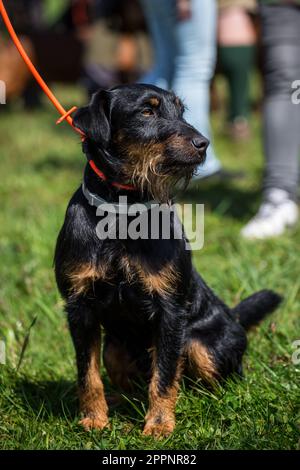 Jagdterrier Foto Stock