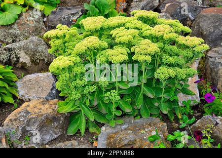 Sedum prominente o Sedum spectabile - pianta succulenta, ornamentale su scivolo alpino tra le pietre. Pianta perenne decorativa, stonecrop per parco o gard Foto Stock