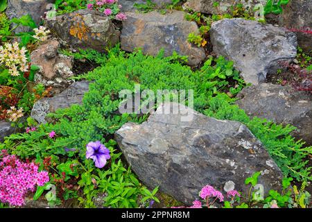 Nana giapponese giardino ginepro strisciante (Juniperus horizontalis) primo piano e diverse varietà di sedum su scivolo alpino tra le pietre. Ornamento nana Foto Stock