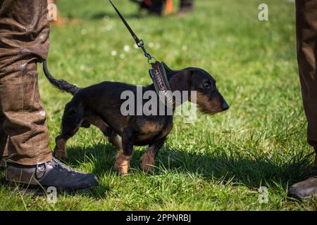 Dachshund con capelli a filo, Rauhaardackel Foto Stock