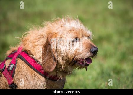 Cane stiriano con pelo, Steirische Rauhhaarbracke Foto Stock