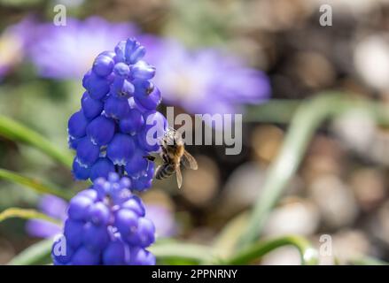 Un'ape di miele che raccoglie polline da giacinti d'uva. (Muscari). Foto Stock