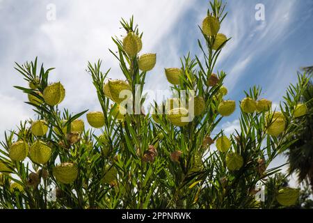 Semi di baccelli su una Balloonplant (Gomphocarpus physocarpus), noto anche come palle pelose, palloncino cotone-bush, palle di vescovo, nailhead, o cigno plan.t it i Foto Stock