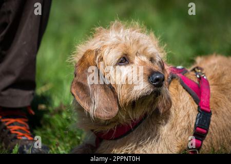 Cane stiriano con pelo, Steirische Rauhhaarbracke Foto Stock