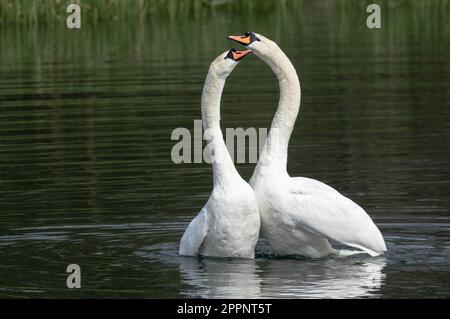 Mute Swan (cygnus olor) corteggiamento. Questa coppia di cigni muti riproduttori mostrano un bel comportamento di corteggiamento durante l'accoppiamento. Foto Stock