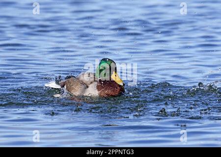 Mallard (Anas platyrhynchos) anatra maschio / drake nuoto e bagno da spruzzi d'acqua in stagno / lago Foto Stock